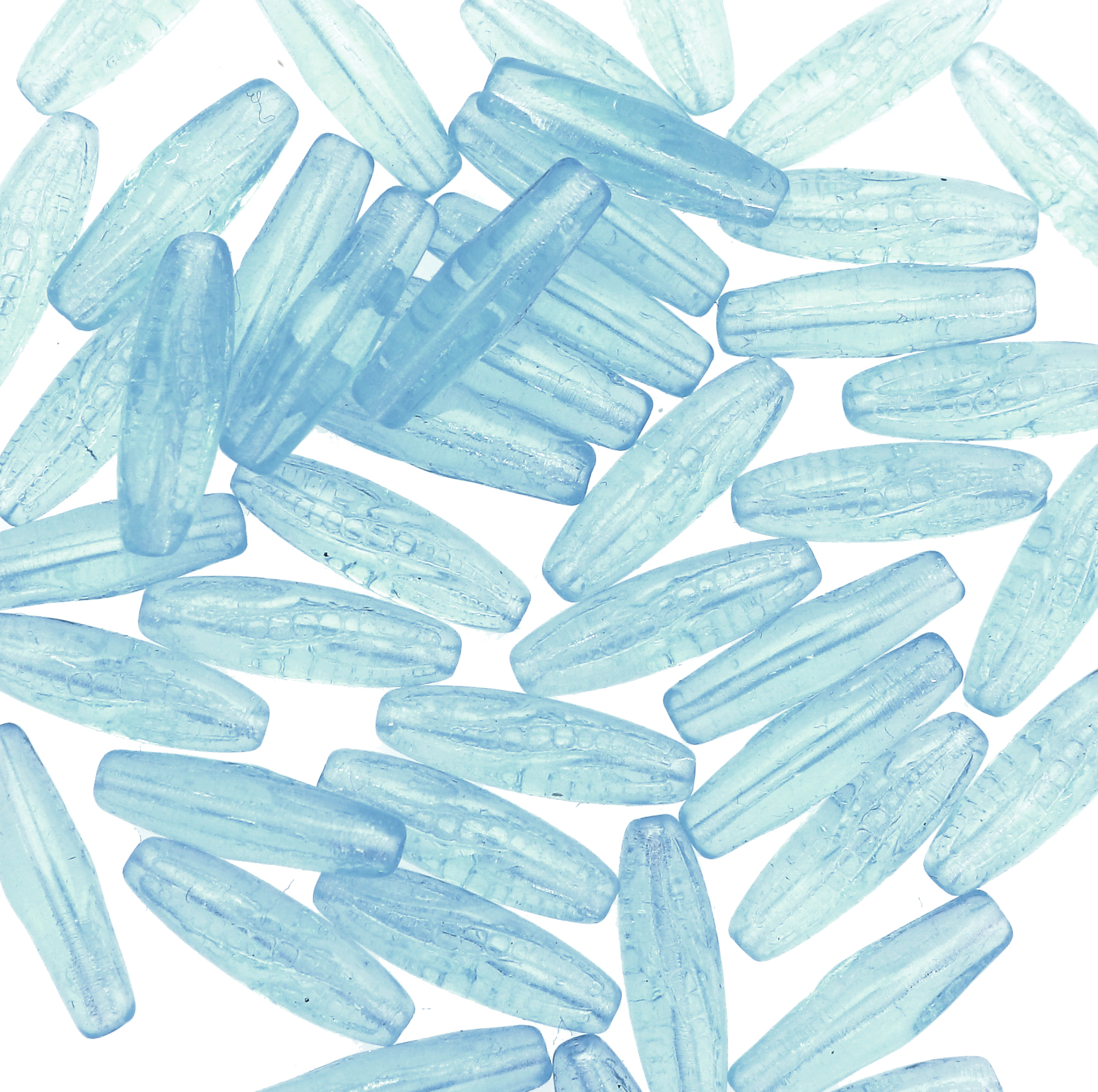 Oliva lunga scoppiata, 19x5 mm., Acqua trasparente